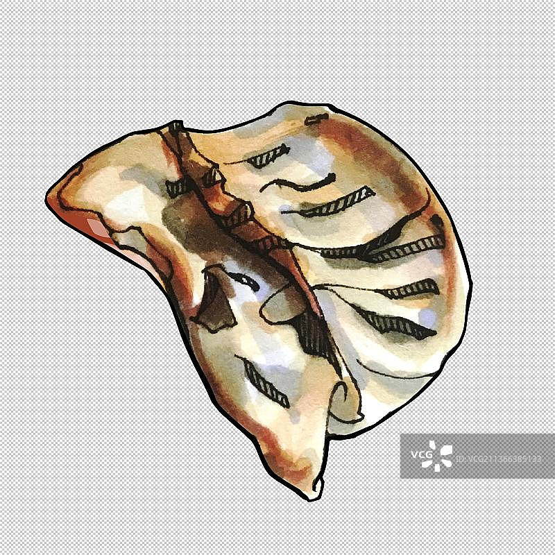 饺子,煎饺,蒸饺,芋饺,虾饺,扁食,馄饨 食物餐饮菜单饮食图片素材