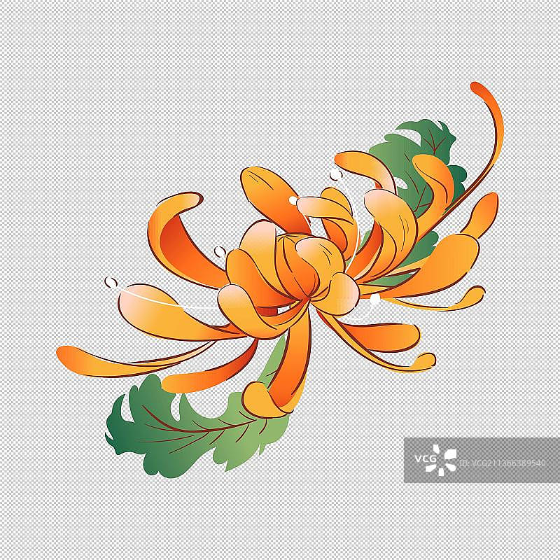 橙色的金银花图片素材