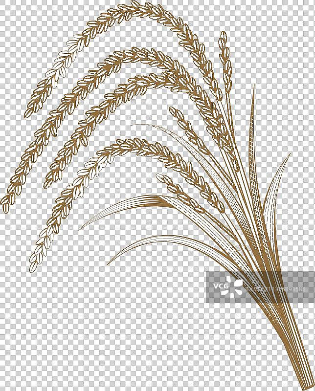 捆的大米图片素材