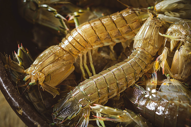 富含蛋白质的皮皮虾图片素材