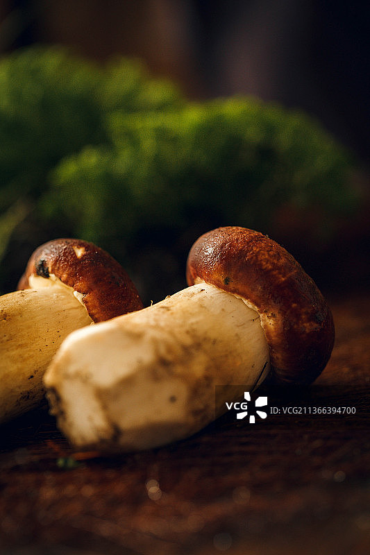 新鲜的姬松茸蔬菜图片素材