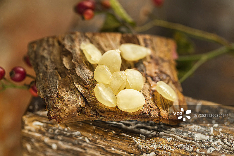 木头上饱满透明的皂角米图片素材