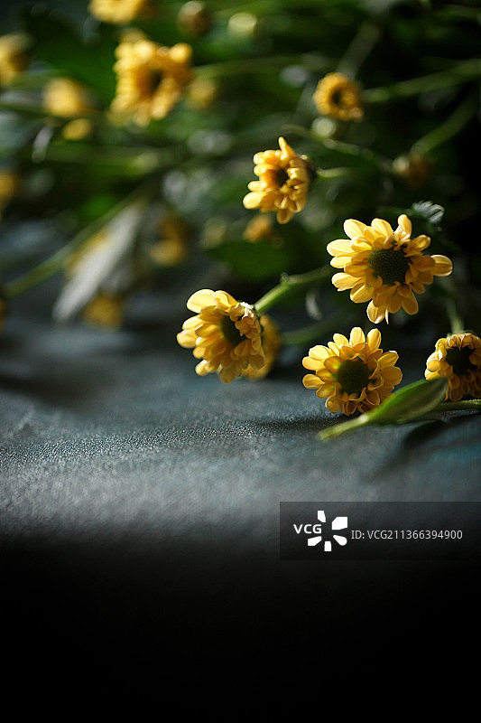 明黄色小雏菊图片素材