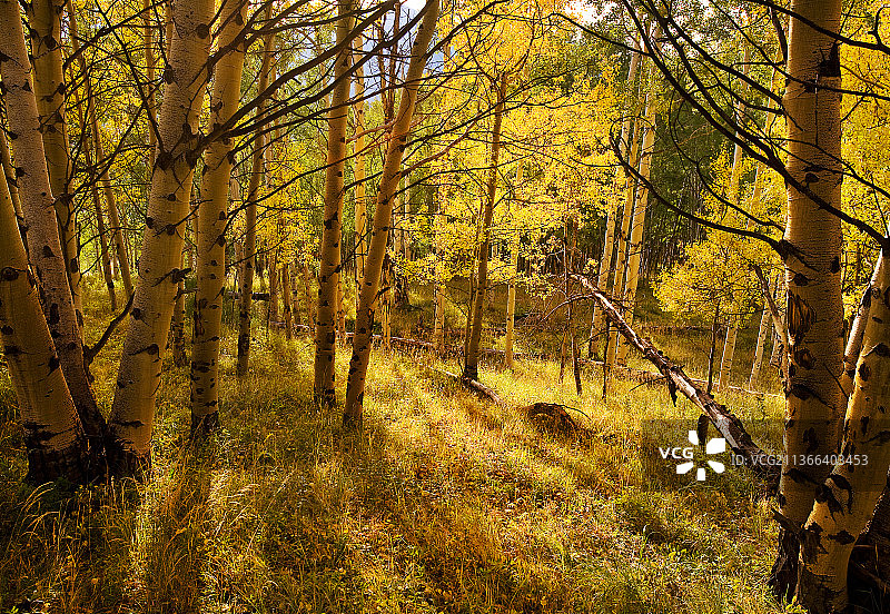 科罗拉多州秋季白杨树林图片素材