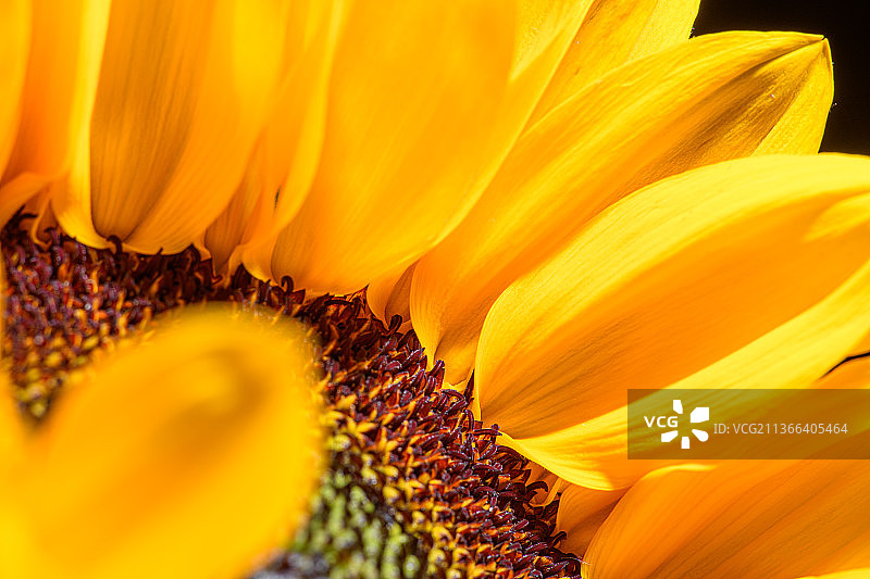 多个标题向日葵黄色的花瓣图片素材