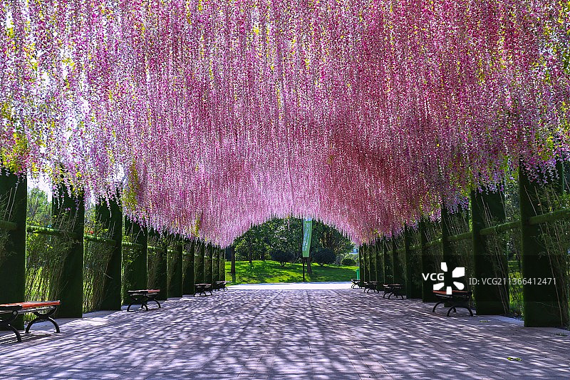 粉色的紫藤花图片素材