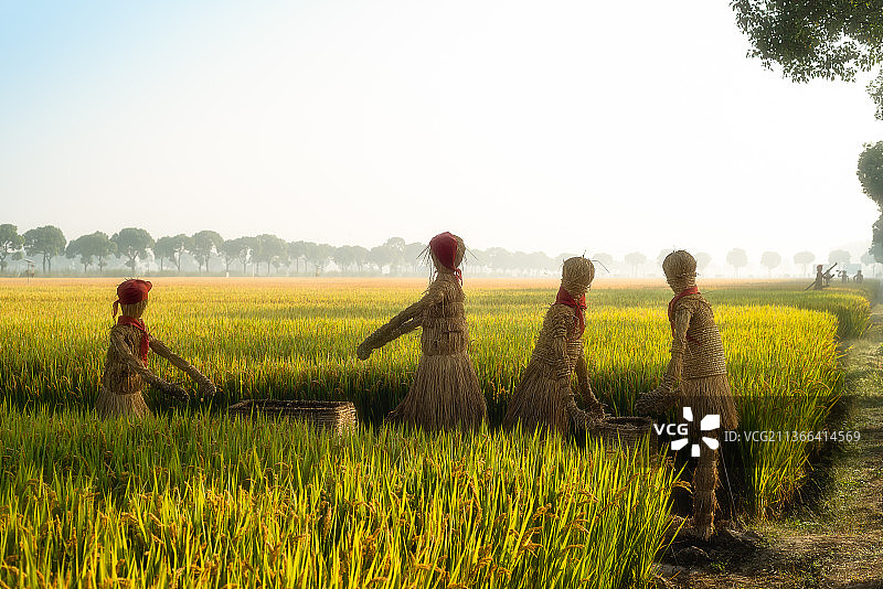 丰收季节华西村稻田边的稻草人图片素材
