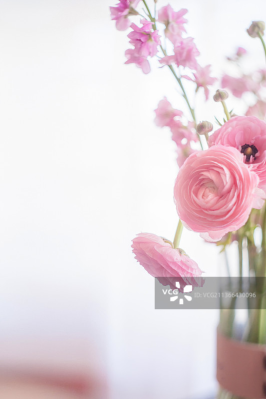 花毛茛图片素材