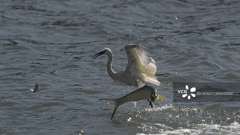 白鹭捕鱼图片素材