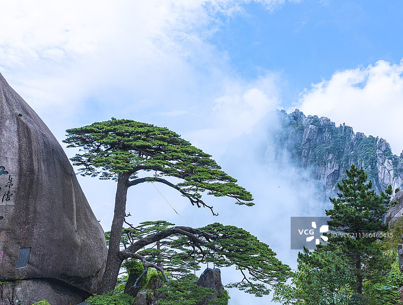 黄山，迎客松。图片素材