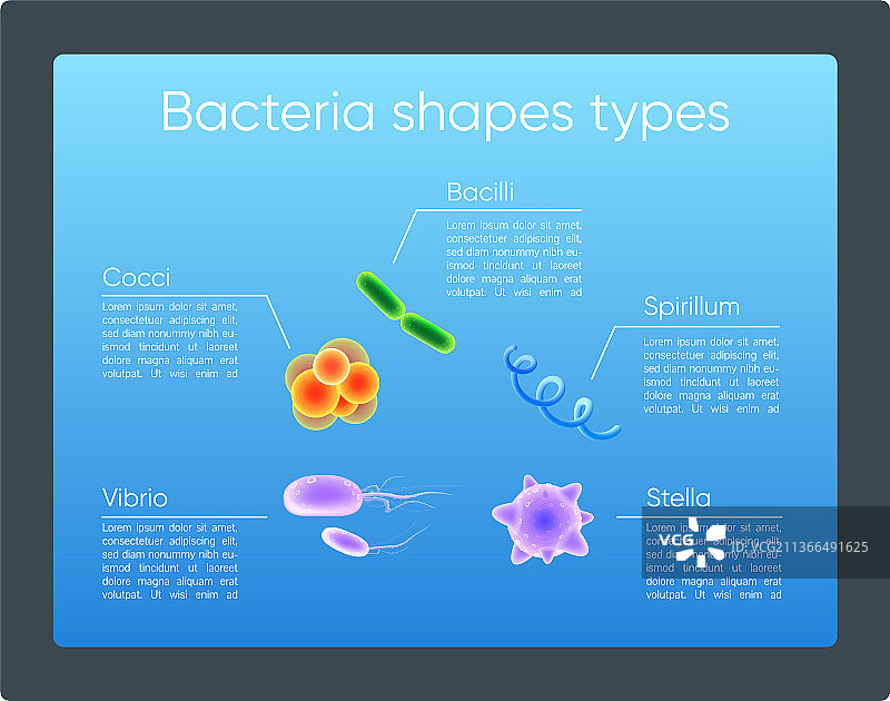 细菌形状类型逼真色彩图片素材