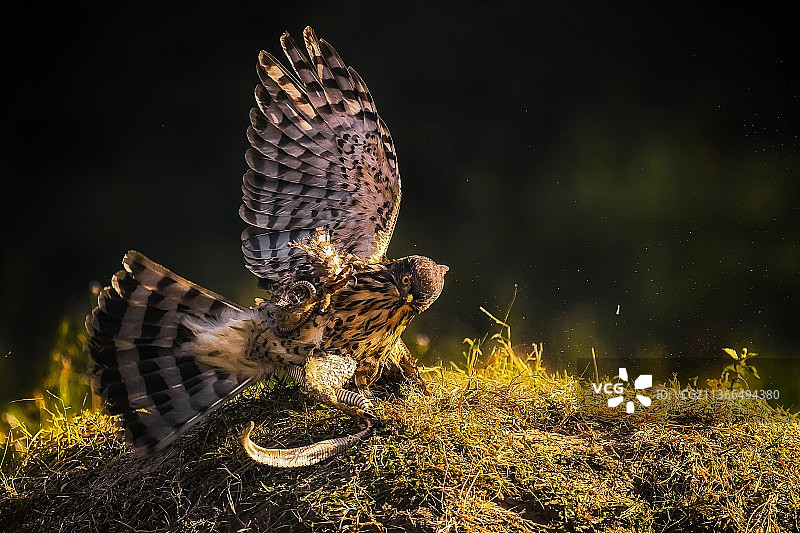 鹰蛇斗图片素材