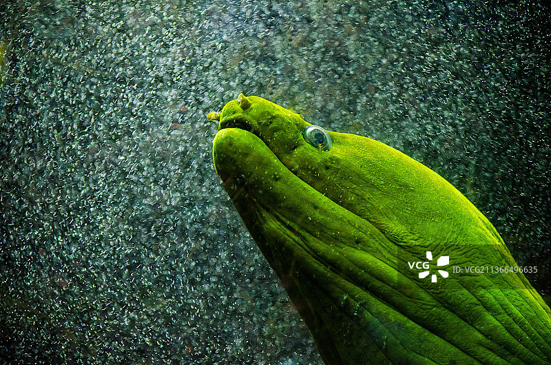 海中游泳的默瑞鳗鱼特写图片素材