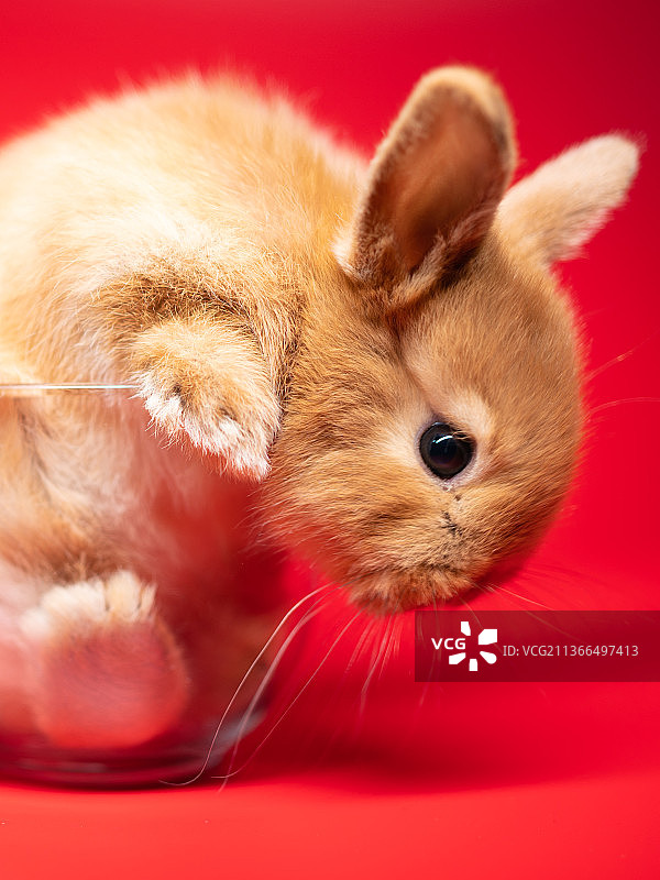 好奇兔图片素材