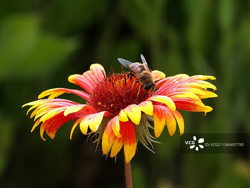 采花  蜜蜂辛勤采花忙，看似风光却艰辛！图片素材
