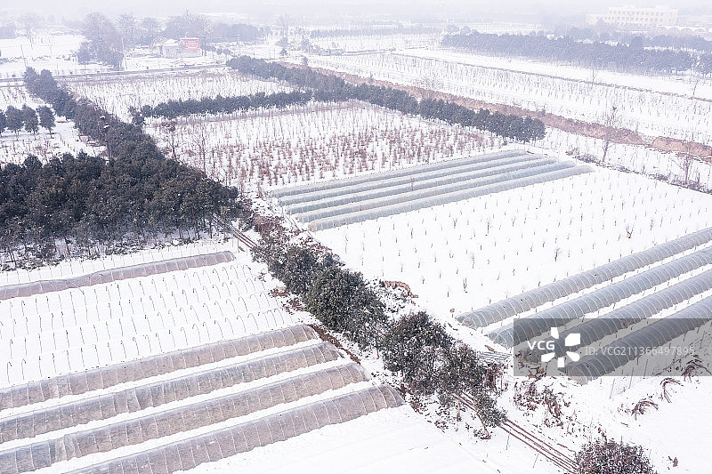 冬天的田野  村落  树  雪 果园图片素材