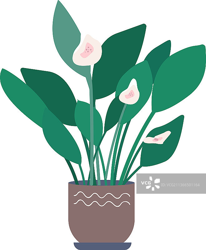 卡通马蹄莲图片素材