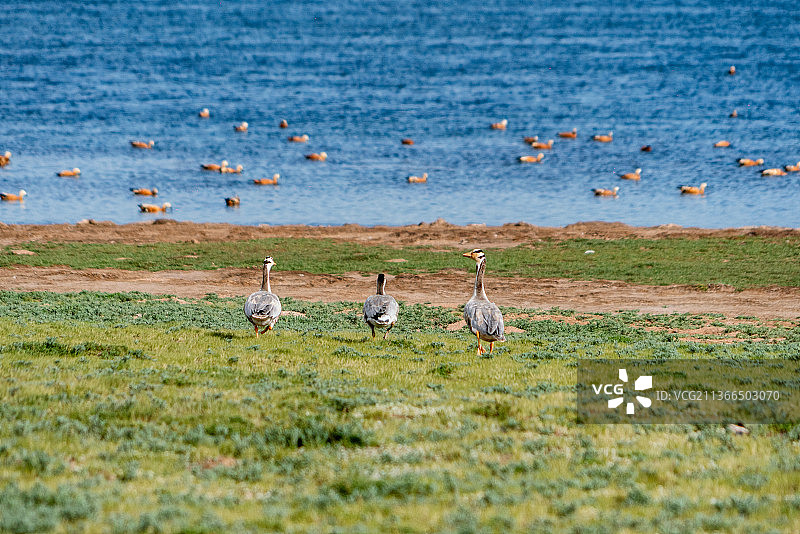 青海鄂陵湖自然保护区的鸭子图片素材