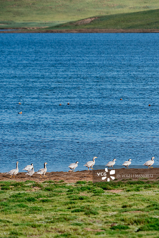 青海鄂陵湖畔成群的鸭子图片素材