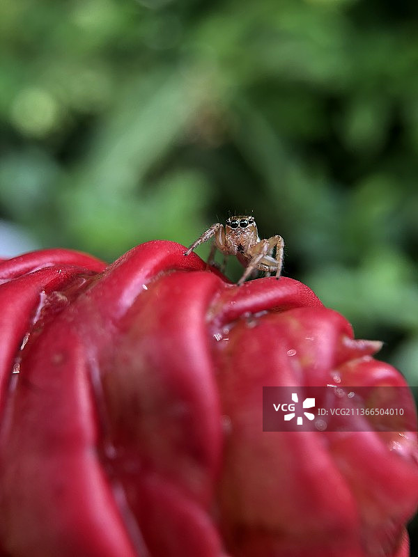 植物上昆虫特写镜头图片素材