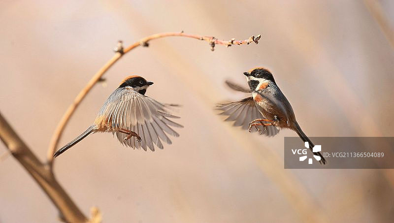 红头长尾山雀图片素材