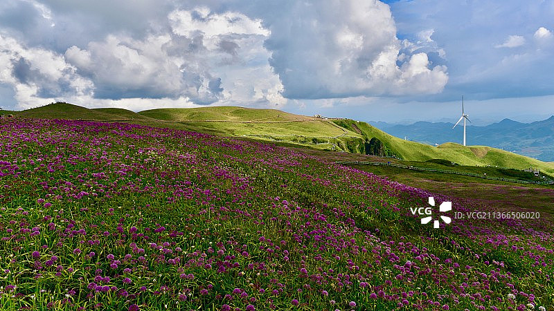 云贵高原之韭菜花海图片素材