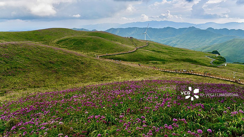 云贵高原之韭菜花海图片素材