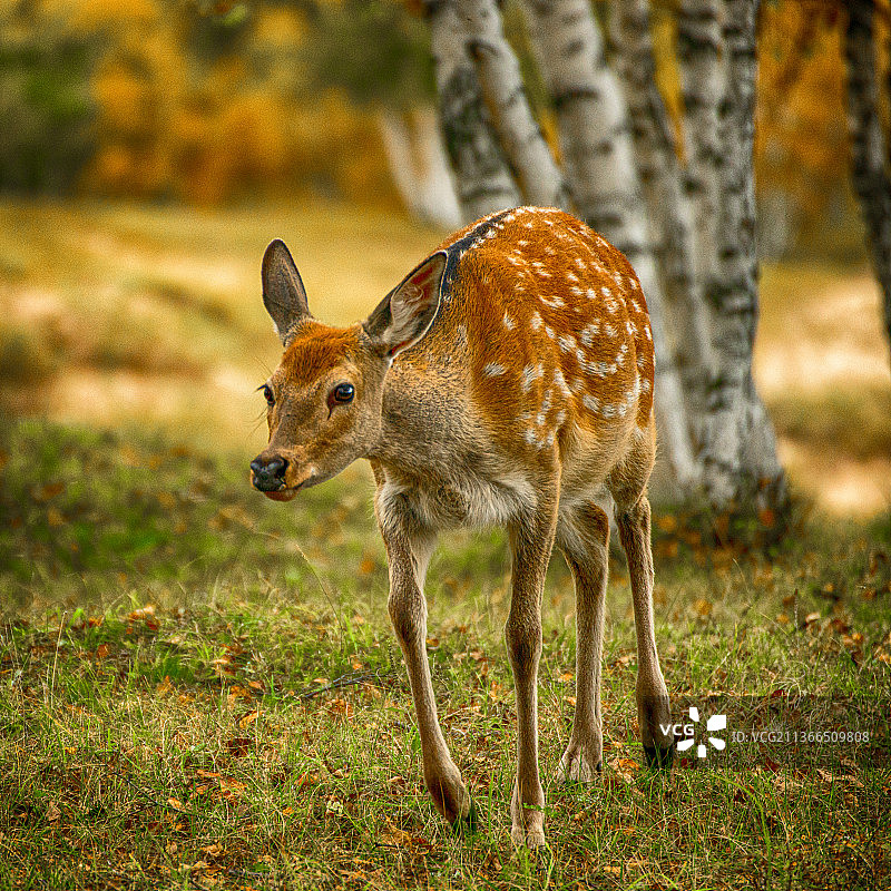 小鹿乱撞图片素材