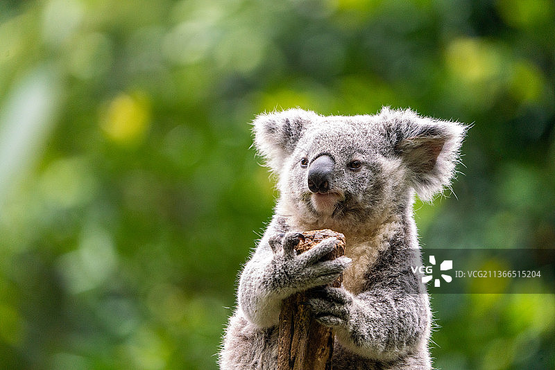 考拉树熊保护动物野生动物图片素材