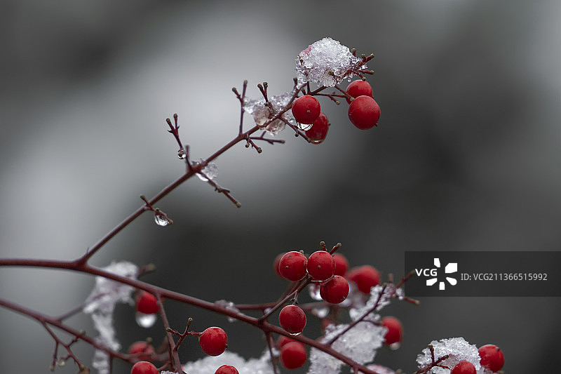 红浆果图片素材