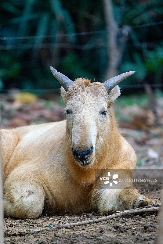 金毛羚牛山羊保护动物图片素材
