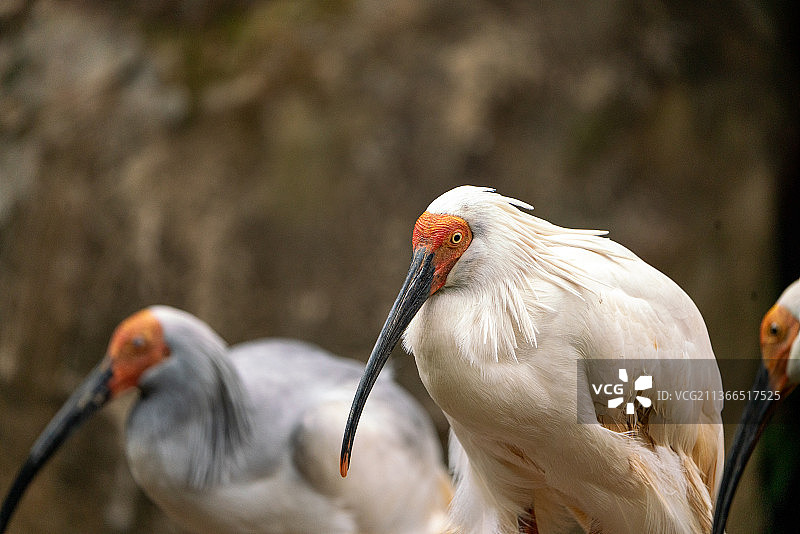 朱娟鸟保护动物图片素材