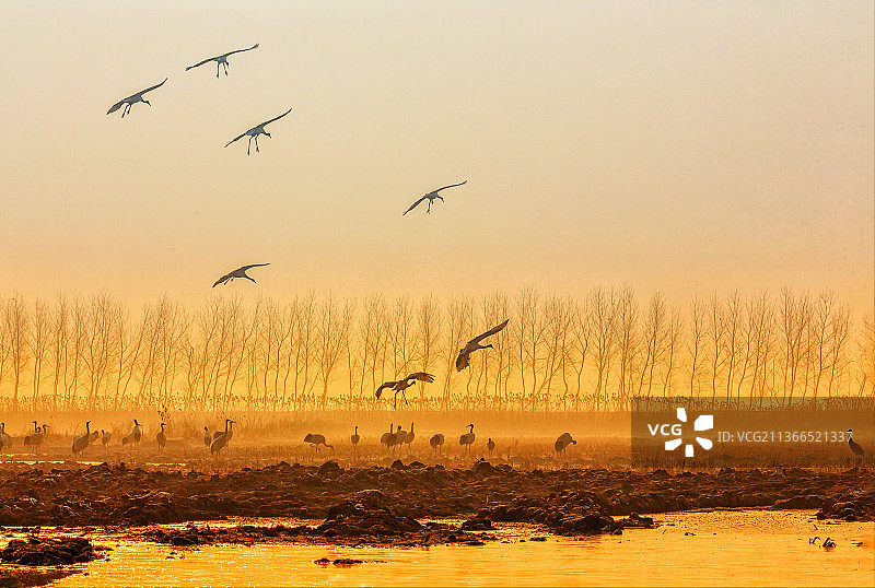 盐城丹顶鹤之回家图片素材