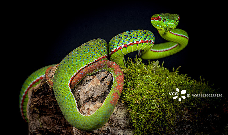 坡普竹叶青-Trimeresurus popeiorum（雄性）图片素材