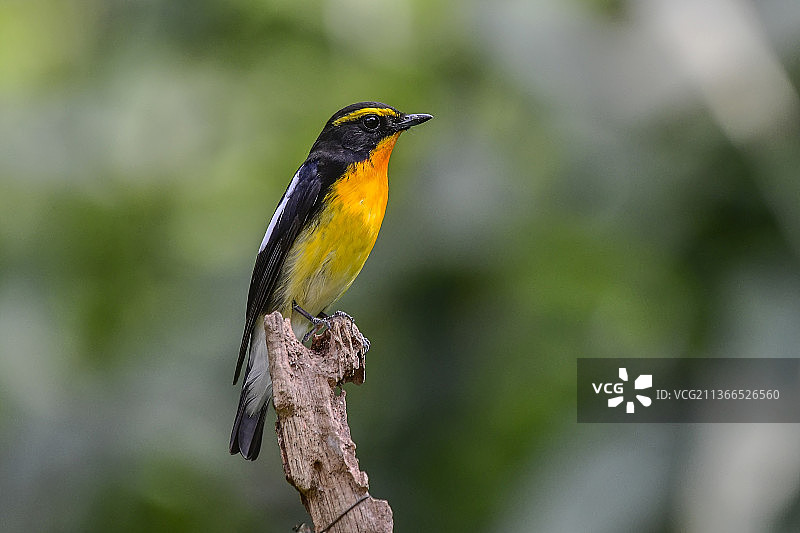 黄眉姬鹟。图片素材