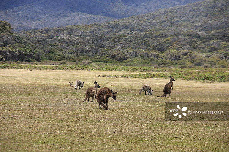 澳大利亚塔斯马尼亚自然保护区袋鼠图片素材