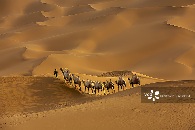 沙漠中的骆驼图片素材