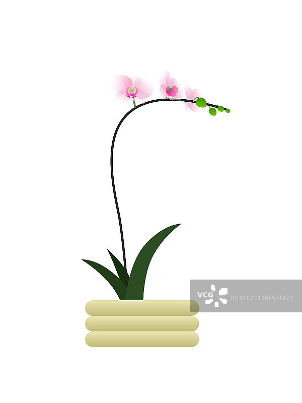蝴蝶兰盆栽图片素材