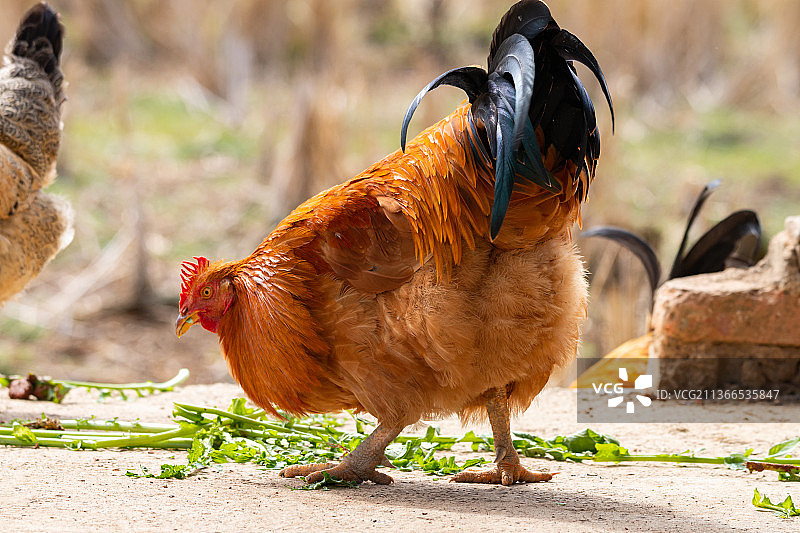 公鸡进食图片素材