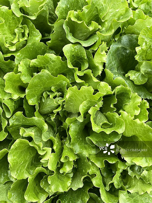 生菜（生财）图片素材