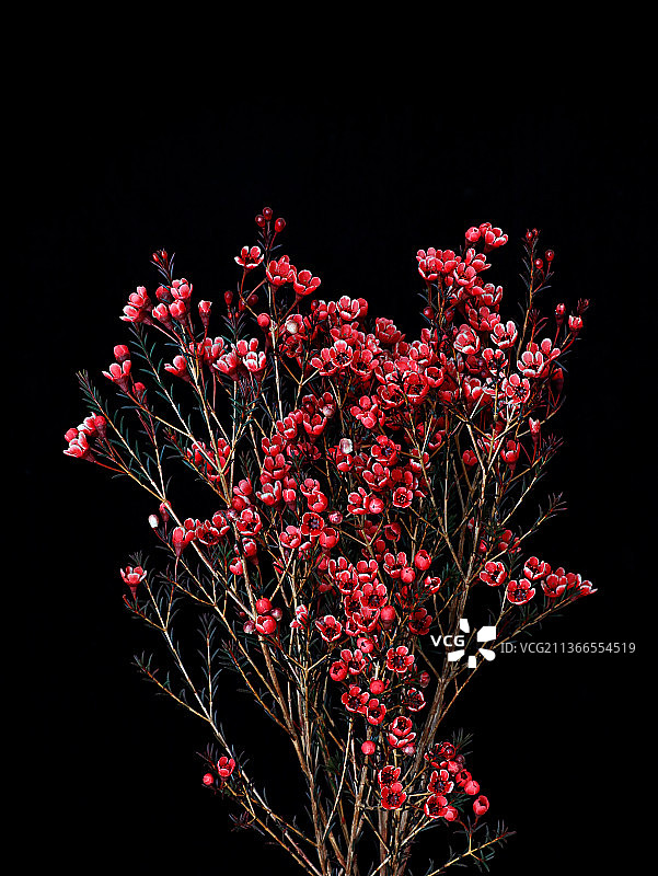 春节红色腊梅梅花鲜花图片素材