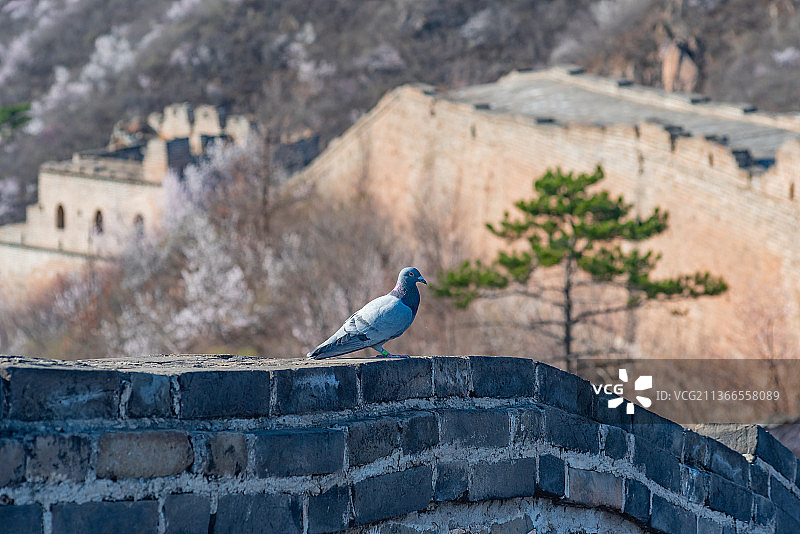 北京怀柔黄花城长城城墙上的信鸽图片素材