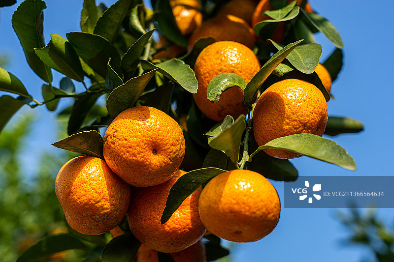 挂满砂糖桔的果树图片素材