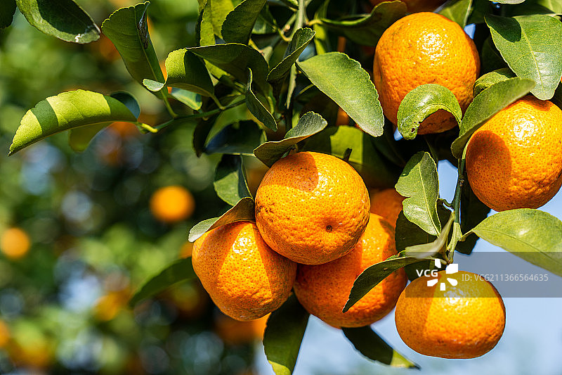 挂满砂糖桔的果树图片素材