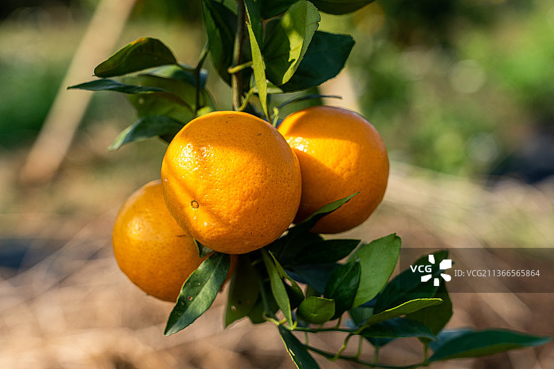 挂满贡柑的果树图片素材