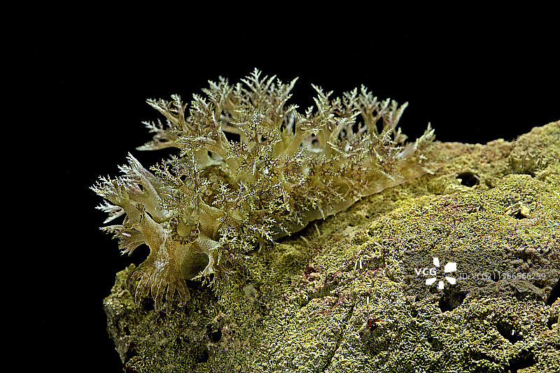 Marionopsis sp.（海蛞蝓）- 水下图片素材