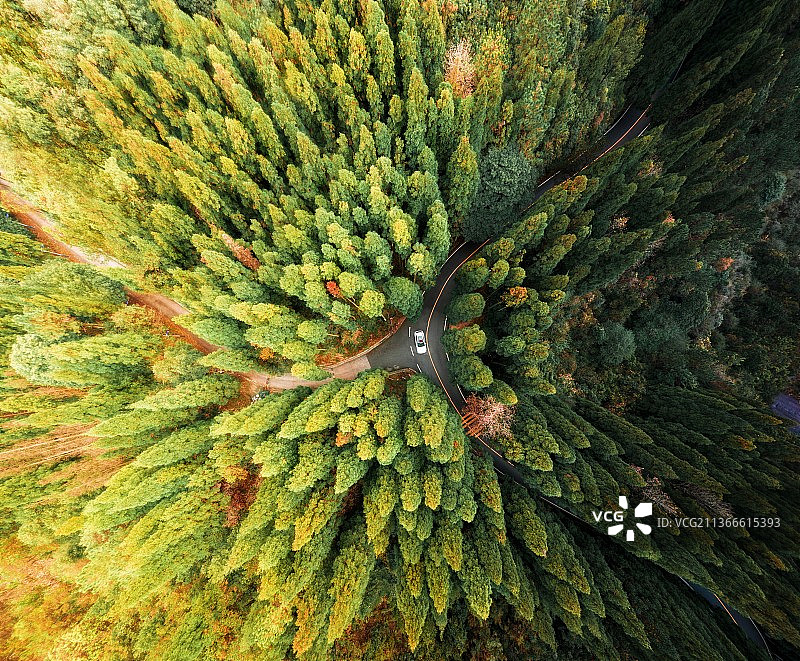 密林穿梭图片素材