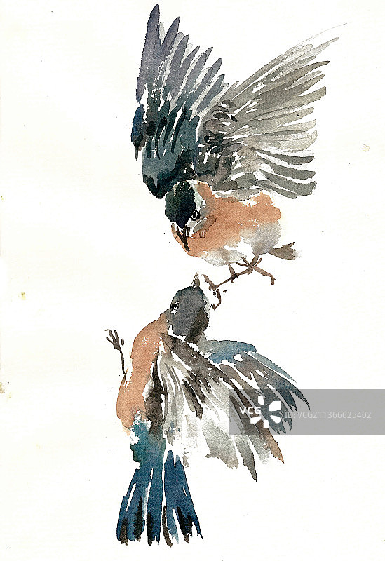 喂食的飞鸟图片素材