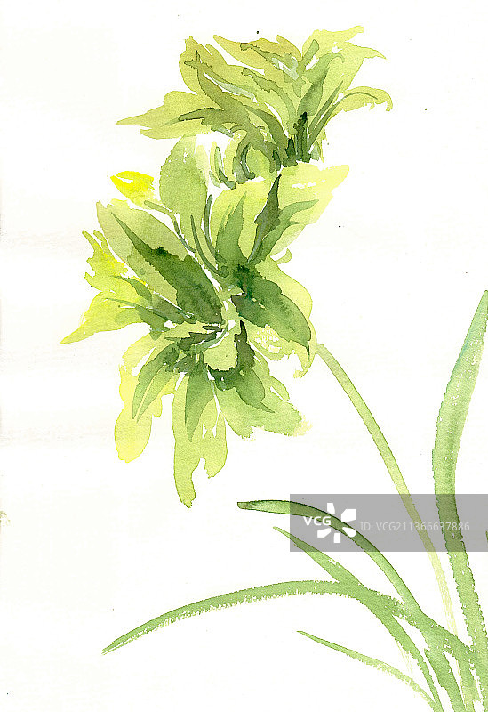 盛开的剑兰图片素材