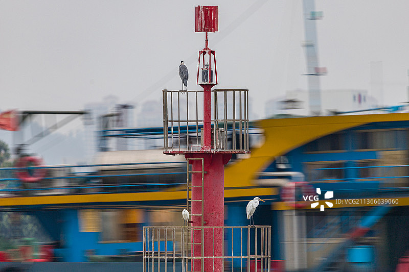 航标上的白鹭图片素材